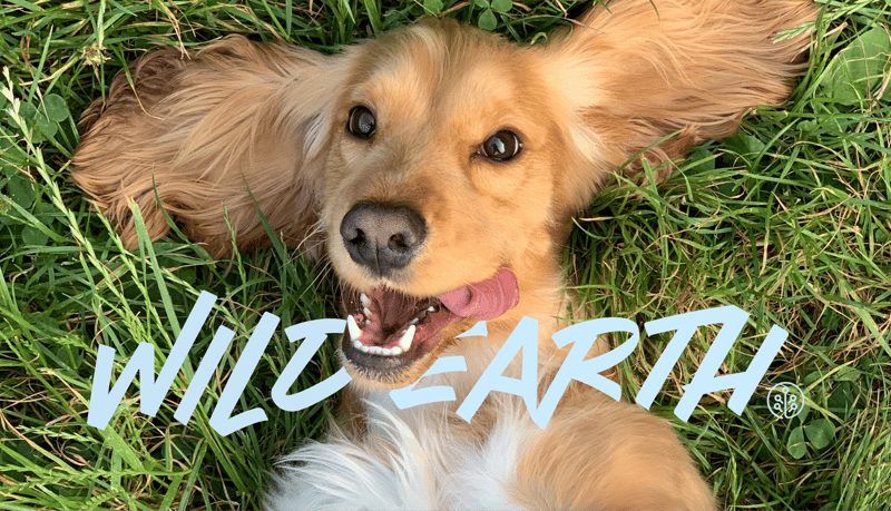Wild Earth logo above picture of dog laying in grass